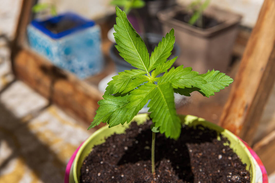 Viele Menschen wollen ihr eigenes Cannabis anbauen.  / Foto: IMAGO/Christian Offenberg