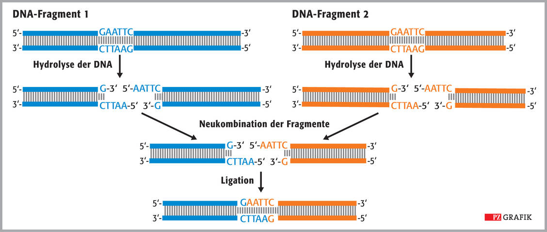 Abbildung 1: Grundlage der DNA-Rekombination. Nach Hydrolyse mit einer Restriktionsendonuklease entstehen passende Enden, die neu miteinander ligiert werden können. / Foto: I. Zündorf