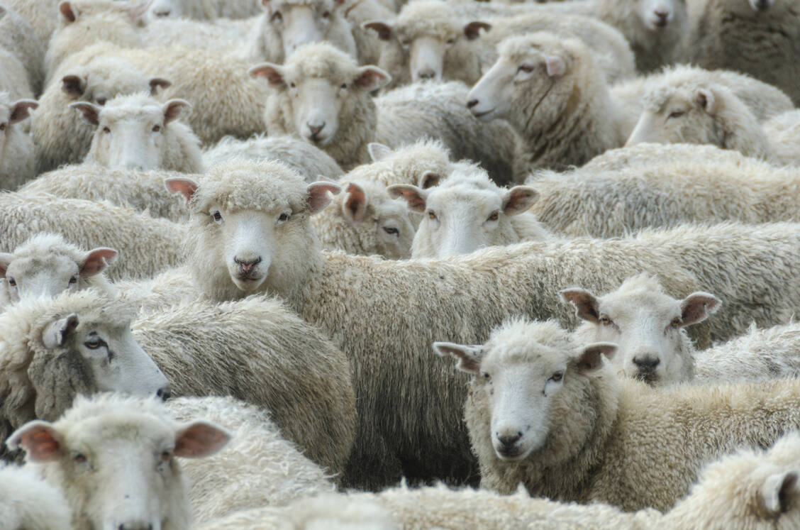 Die Blauzungenkrankheit ist eine Viruserkrankung, die für Menschen ungefährlich ist, für Tiere wie Rinder, Schafe und Ziegen aber tödlich sein kann. / Foto: Getty Images/hokafaja
