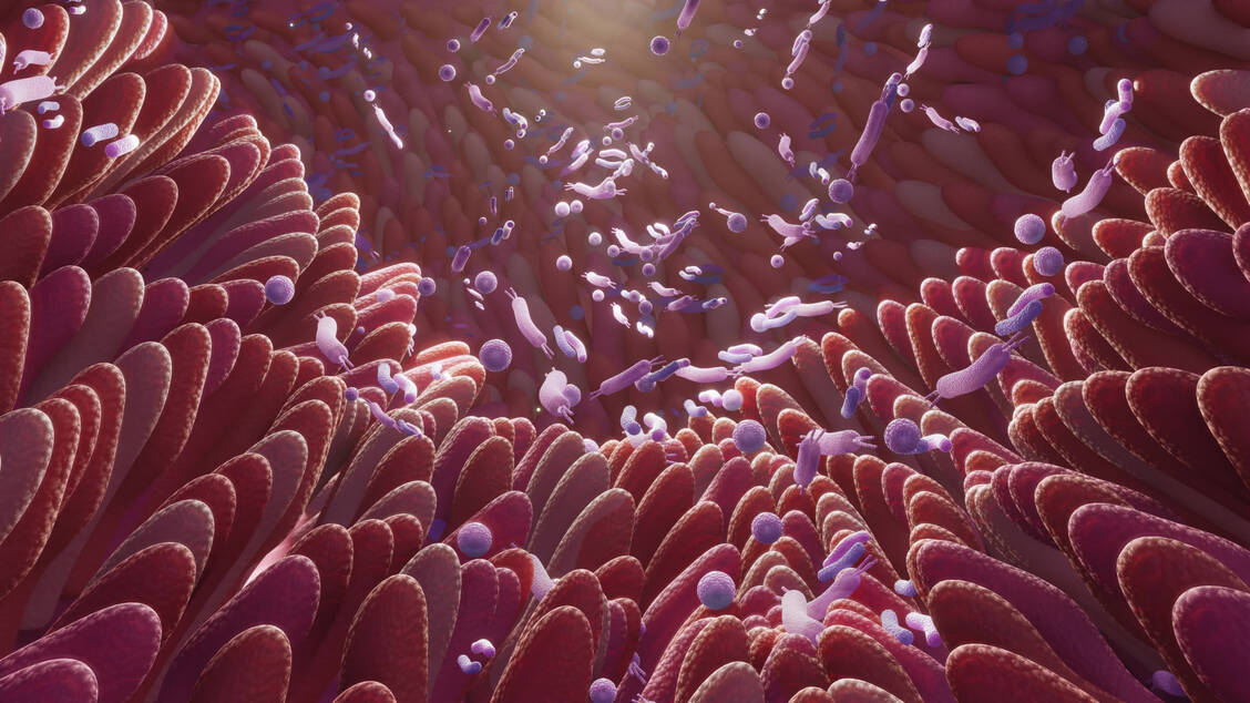 Der Darm ist mit eng mit dem Immunsystem verzahnt. Seine Mikrobiota kann Immunzellen beeinflussen. / Foto: Getty Images/Oleksandra Troian