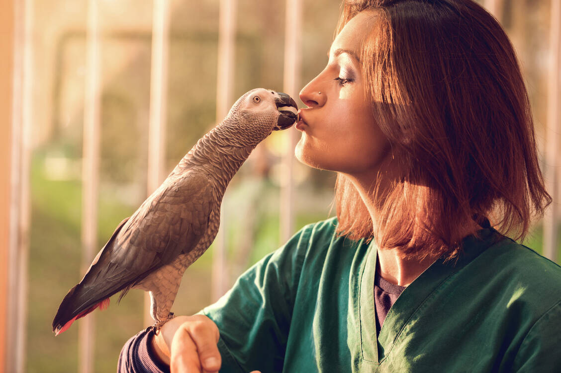 Als Quelle für eine Infektion mit Chlamydophila psittaci spielen laut RKI für den Menschen vor allem Vögel, zum Beispiel Papageien und Tauben, die wichtigste Rolle. / Foto: BraunS