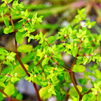 HIVEradikation Ingenolmebutat könnte helfen