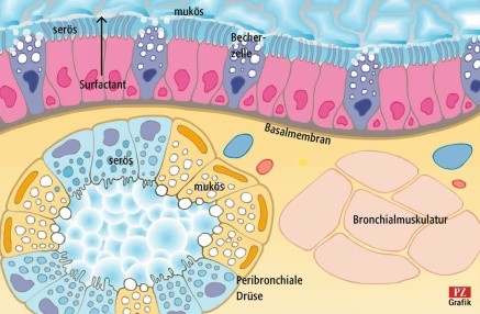 Die Grafik zeigt schematisch den Aufbau der Bronchialschleimhaut mit ihren verschiedenen Schleimschichten, Surfactant, den Becherzellen und einer peribronchialen Drüse.