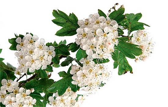 Herzinsuffizienz Weissdorn Nicht Mehr Empfohlen Pz Pharmazeutische Zeitung