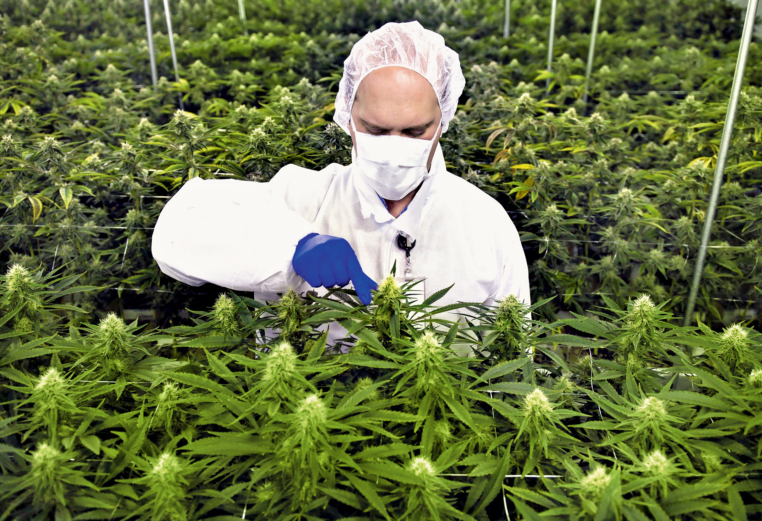 Medizinischer Cannabis Anbau In Deutschland Pz Pharmazeutische Zeitung