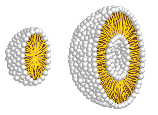 Während Mizellen (links) aus einer einfachen Membran bestehen, bildet sich ein Liposom (rechts) aus einer Doppelschicht amphiphiler Moleküle, ähnlich wie unsere Zellmembranen, allerdings in Kugelform. / Foto: Adobe Stock/natros
