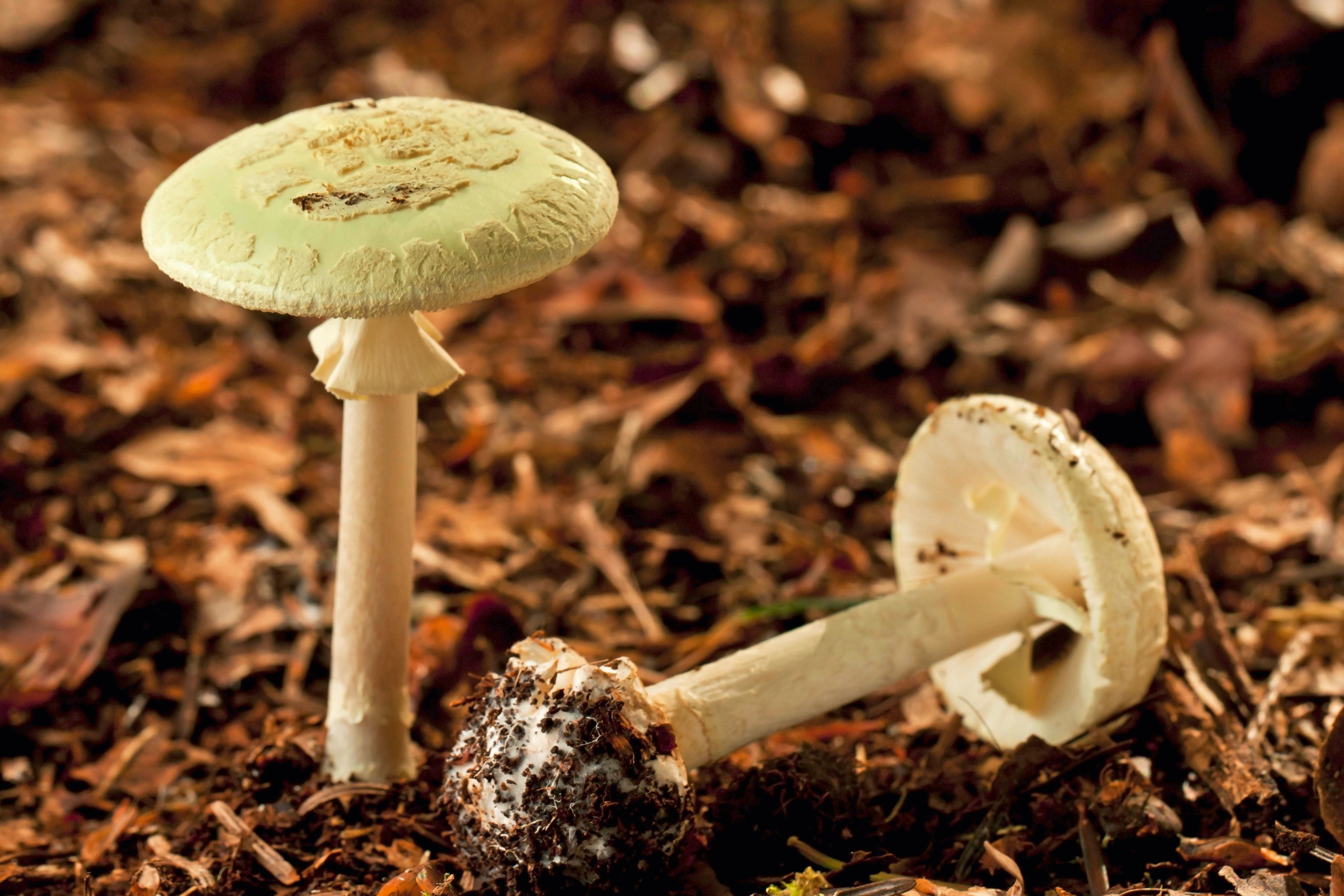 Pilze Sammeln Vorsicht Vor Dem Knollenblatterpilz Pz Pharmazeutische Zeitung