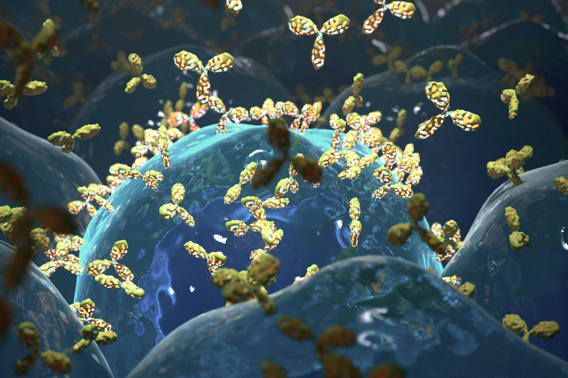 B-Zellen setzen Antikörper gegen Krankheitserreger frei. Ein Teil der B-Zellen wandelt sich in B-Gedächtniszellen um. / Foto: Getty Images/Nanoclustering