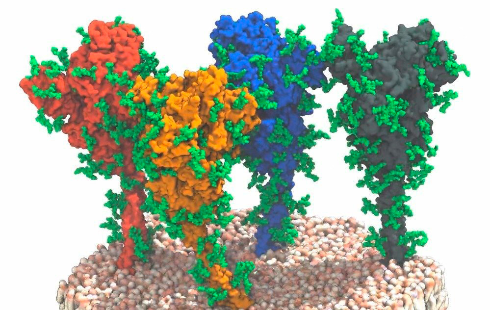 Modellierung von vier Spikes auf der Virusoberfläche. Die Glykanketten sind grün dargestellt. / Foto: MPI für Biophysik/von Bülow, Sikora, Hummer