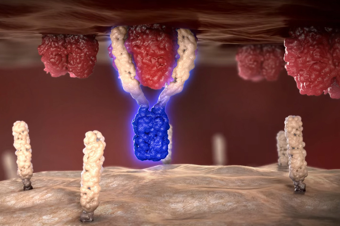Der Wirkmechanismus von Asunercept: Das Fusionsprotein (weiß-blau) bindet an den CD95-Liganden (rot) und verhindert so, dass dieser die CD95-Rezeptoren (weiß) aktiviert.  / Foto: Apogenix