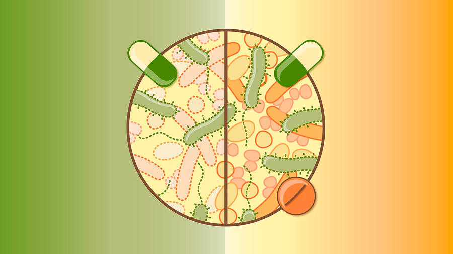 Forscher haben die Auswirkungen von 144 Antibiotika auf die häufigsten Darmbakterien analysiert und schlagen einen neuen Ansatz vor, um die negativen Auswirkungen einer Antibiotikatherapie auf das Darmmikrobiom abzumildern. / Foto: Isabel Romero Calvo/EMBL