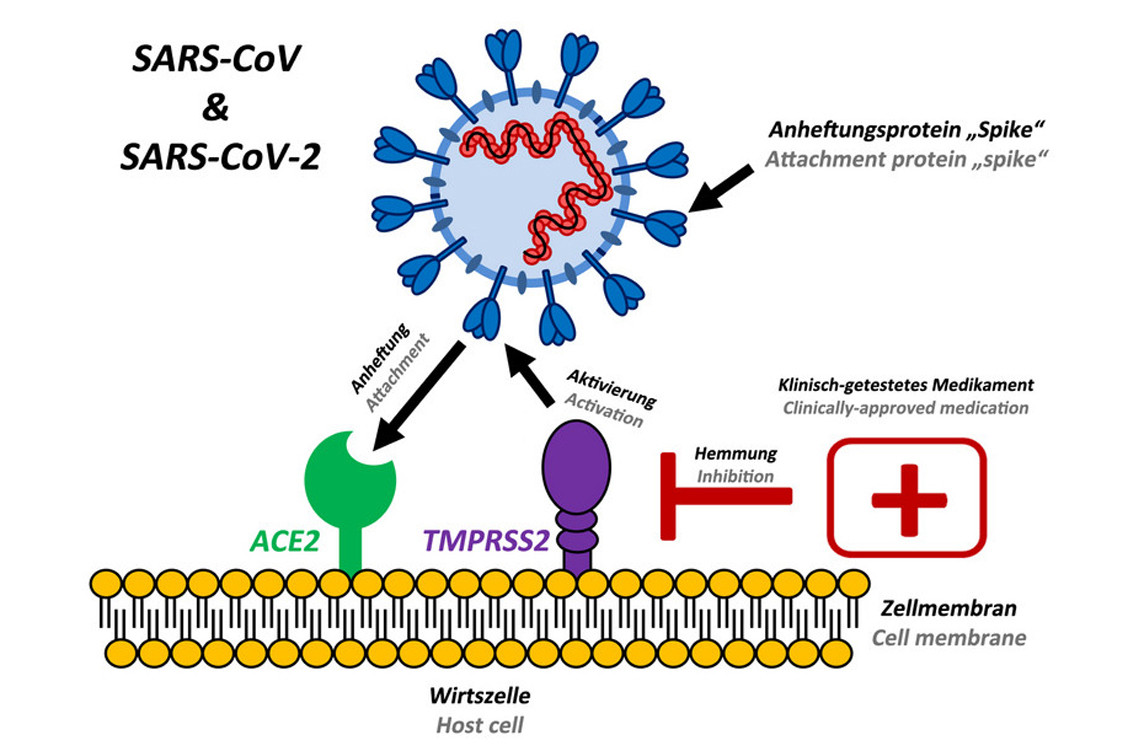 SARS-CoV-2 benötigt neben dem ACE2-Rezeptor auch das transmembrane Protein TMPRSS2, um Wirtszellen befallen zu können. / Foto: DPZ/Markus Hoffmann
