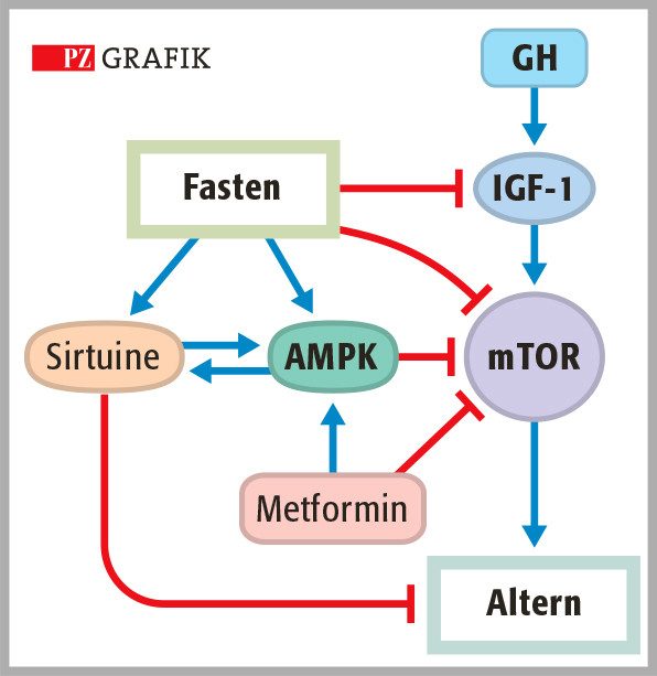 Grafik 1: Die somatotrope Achse, ausgehend von einer Wachstumshormon-(GH-)Ausschüttung, und deren Einfluss auf die Zellalterung werden vom Fasten ebenso beeinflusst wie von verschiedenen Wirkstoffen, unter anderem Metformin. Modifiziert nach (6) / Foto: PZ/Stephan Spitzer