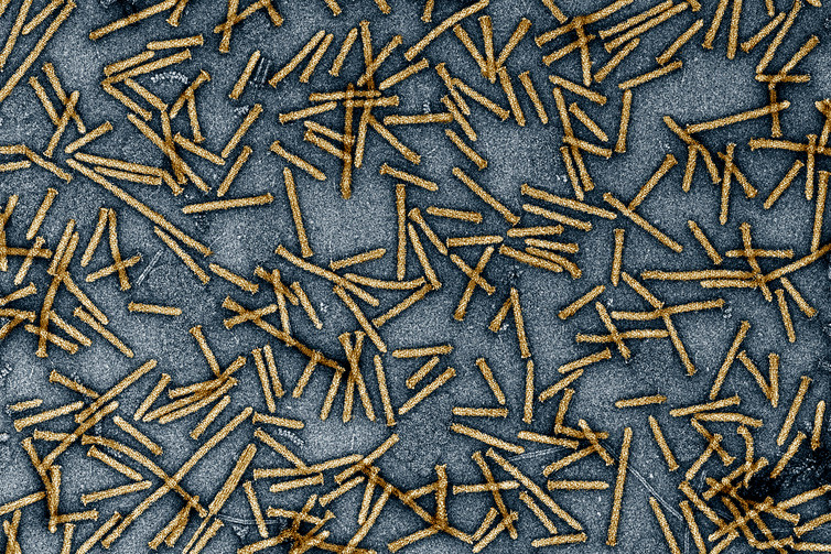 eCIS (»extrazelluläre kontraktile Injektionssysteme«) sind programmierbare Proteintransport- und -abgabesysteme. Sie können mit therapeutischen Proteinen beladen werden, die an Zellen unterschiedlicher Organismen dirigiert werden, um sie dort gezielt abzugeben. Unter dem Elektronenmikroskop sehen sie tatsächlich wie kleine Nadeln oder Nägel aus. / Foto: Broad Institute/Joseph Kreitz