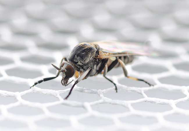 Die Art Simulium ornatum gehört zu den veterinär- und humanmedizinisch relevanten Kriebelmücken, schreibt die Uni Frankfurt. / Foto: Goethe-Uni Frankfurt/Dorian D. Doerge