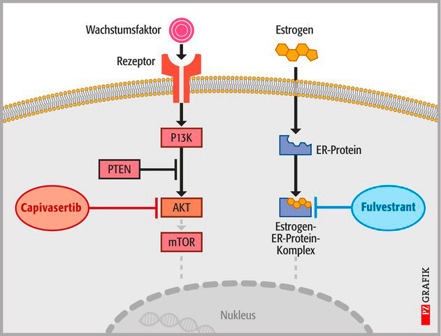Durch die Kombination von Capivasertib und Fulvestrant werden sowohl PI3K-Signalweg-abhängige als auch durch Estrogen vermittelte Wachstumssignale für die Tumorzellen unterdrückt. / © PZ/Stephan Spitzer