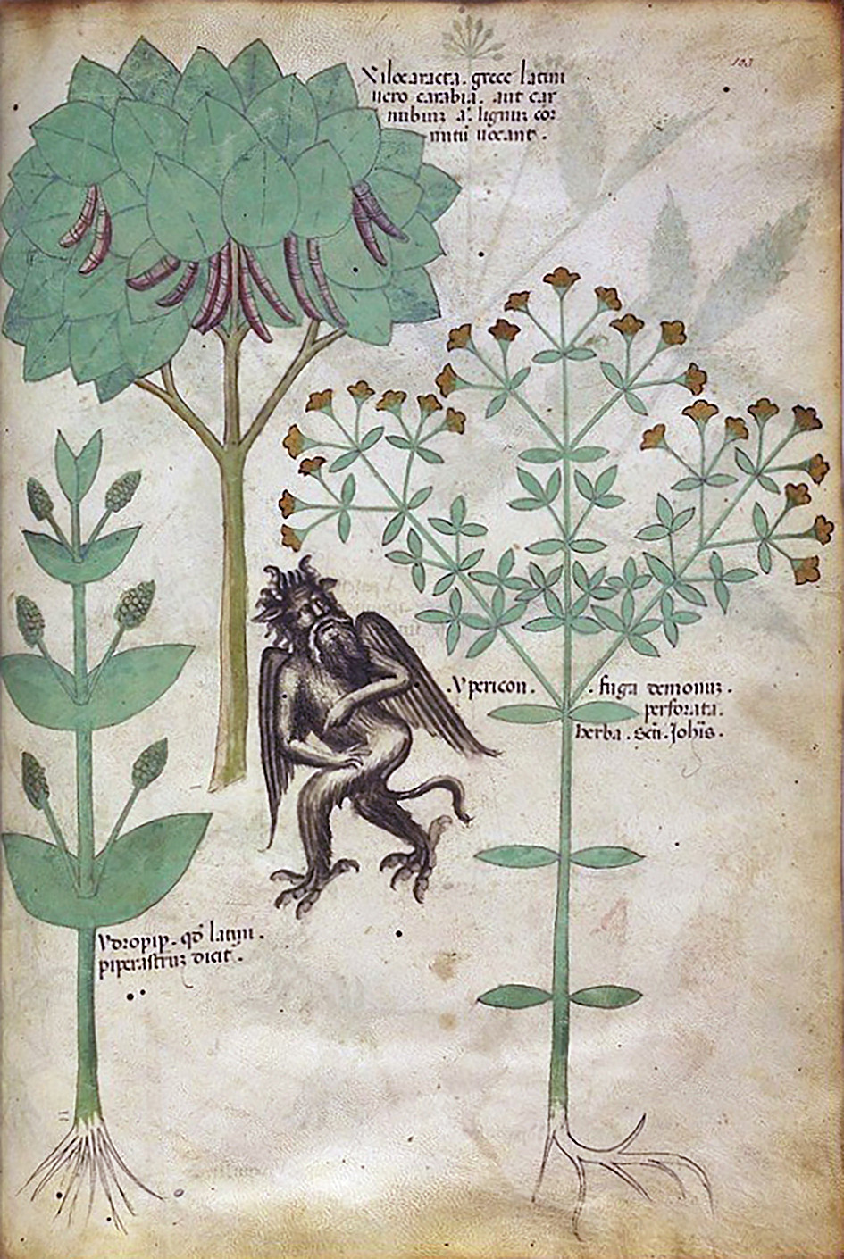 Johanniskraut im »Tractatus de herbis« aus dem 15. Jahrhundert / © DAM