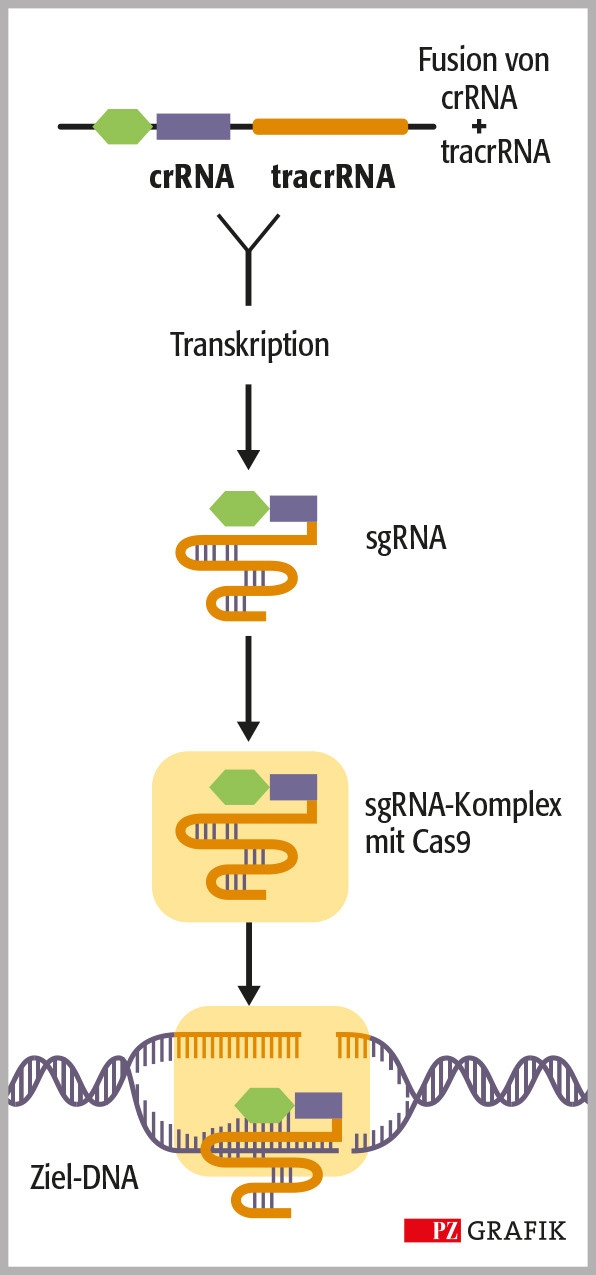 Abbildung 1B: Die bahnbrechende Anpassung an die experimentellen Anforderungen für einen generellen Einsatz der CRIPSR/Cas-Technologie gelang mit der Fusion der tracrRNA und crRNA zur Leit-RNA. Diese sgRNA wird wiederum von einem Cas-Enzym erkannt. Modifiziert nach: I. Zündorf / © PZ/Stephan Spitzer