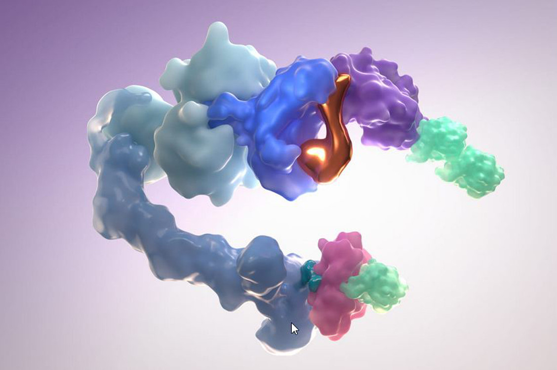 Das bronzefarbene Molekül stellt den Wirkstoff dar, der an Cereblon (dunkelblau) bindet, ein Teil des E3-Ubiquitin-Ligase-Komplexes, der Proteine zum Zerschneiden freigibt. / © BMS