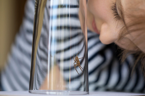 Wer von einer Nosferatu-Spinne gebissen wird, sollte das Tier fangen. / © Getty Images/Elva Etienne