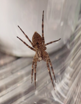 Die volle Spannweite kann bei Nosferatu-Spinnen 5 cm betragen. / © PZ/Annette Rößler