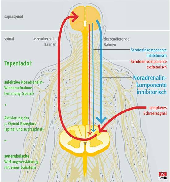 Pharmazeutische Zeitung online Tapentadol Schmerzmittel mit doppeltem