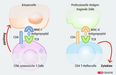 Pharmazeutische Zeitung online: Immuntoleranz: Freund und Feind erkennen